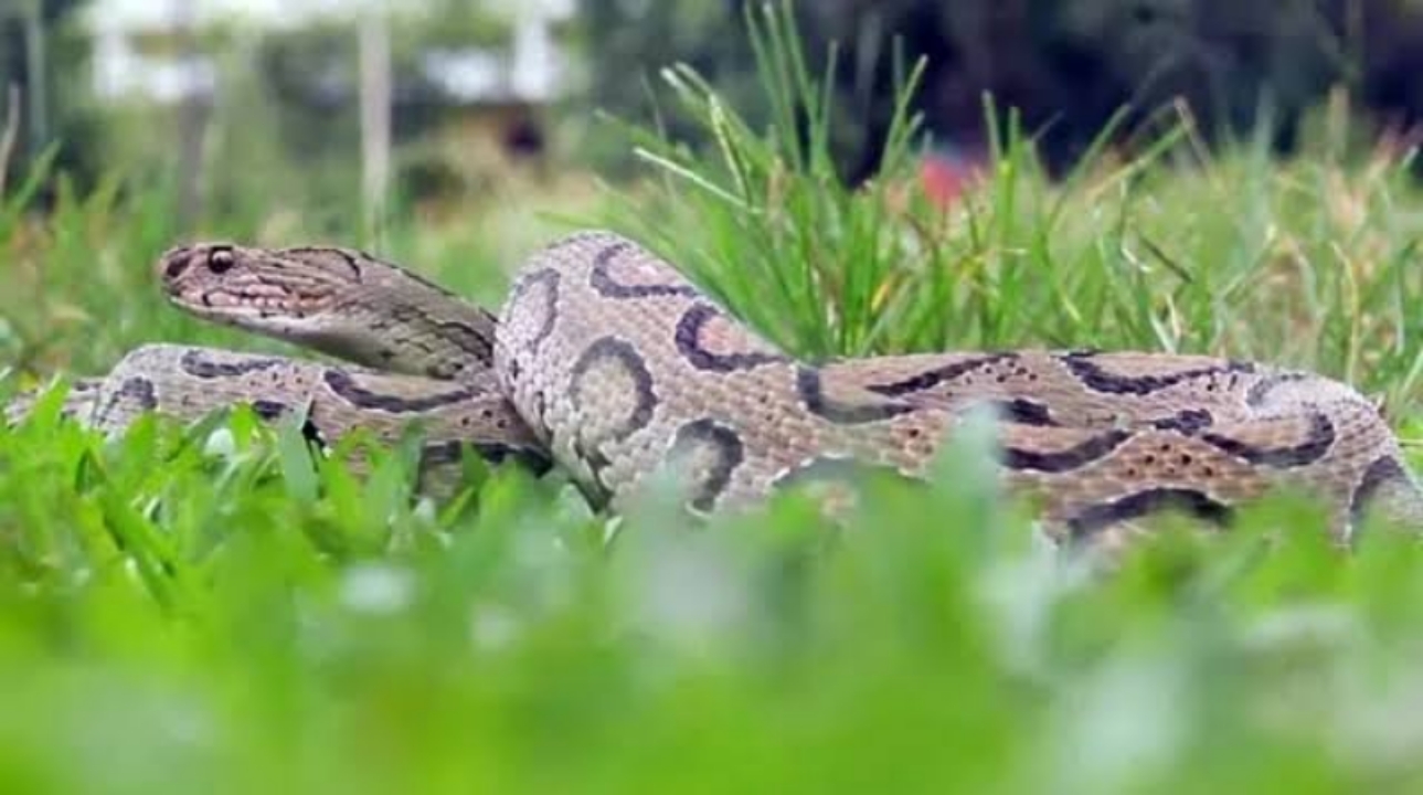 রাসেলস ভাইপার নিয়ে পরিবেশ মন্ত্রণালয়ের বিশেষ নির্দেশনা