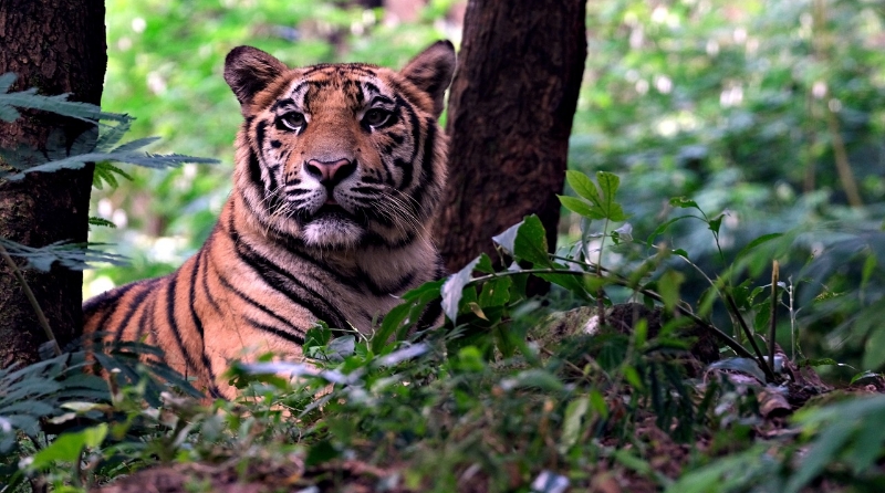 ১০০ কিলোমিটার হেঁটে সিকিম থেকে বাঘ গেল ভুটানে