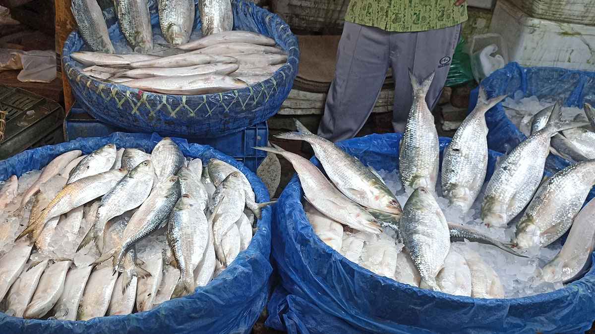 ইলিশের বাজারে সুখবর