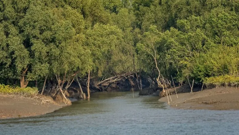 ভারতে পালাতে গিয়ে সুন্দরবনে আটক ১১ বাংলাদেশি