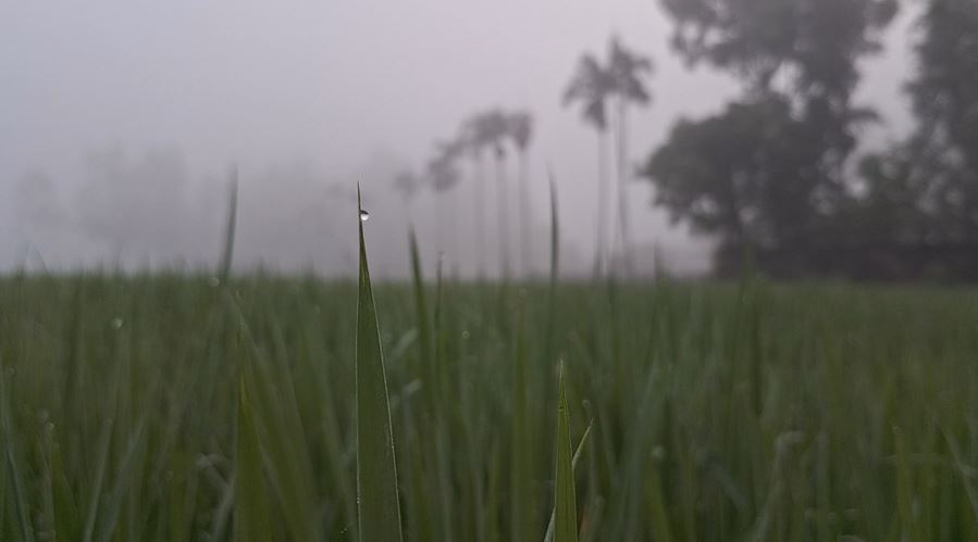 পঞ্চগড়ে ঘন কুয়াশায় শীতের আগমনী বার্তা