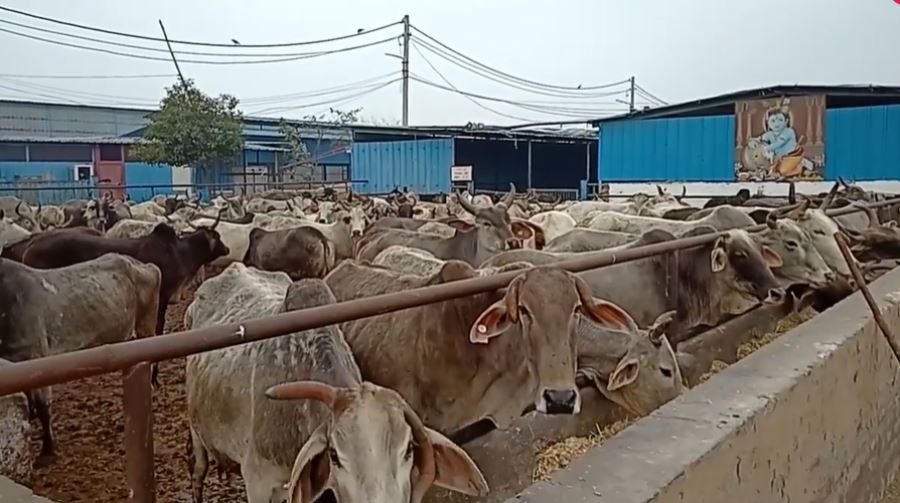 ভারতে এবার ব্রাহ্মণ কিশোরকে হত্যা করল গোরক্ষকেরা!