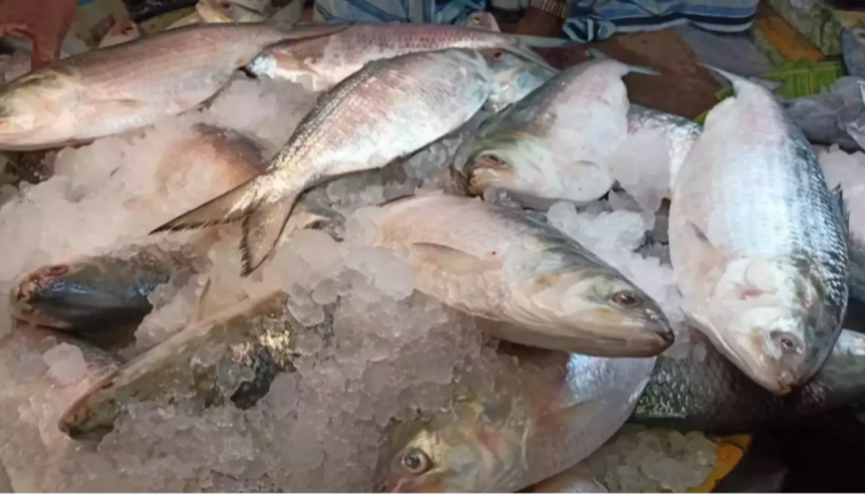 ইলিশ রপ্তানি বন্ধে হাইকোর্টে রিট