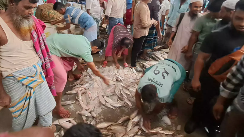 ৫০ বছরে ইলিশের এত দাম দেখেননি চাঁদপুরবাসী