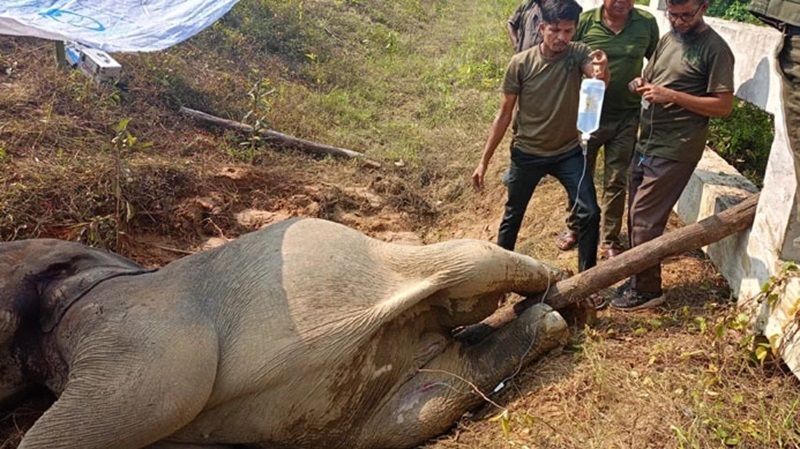 চট্টগ্রামে ট্রেনের ধাক্কায় আহত হাতি শাবকের মৃত্যু