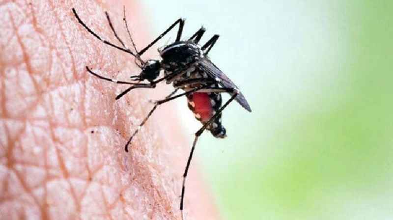 ডেঙ্গুতে আরও ৫ জনের মৃত্যু