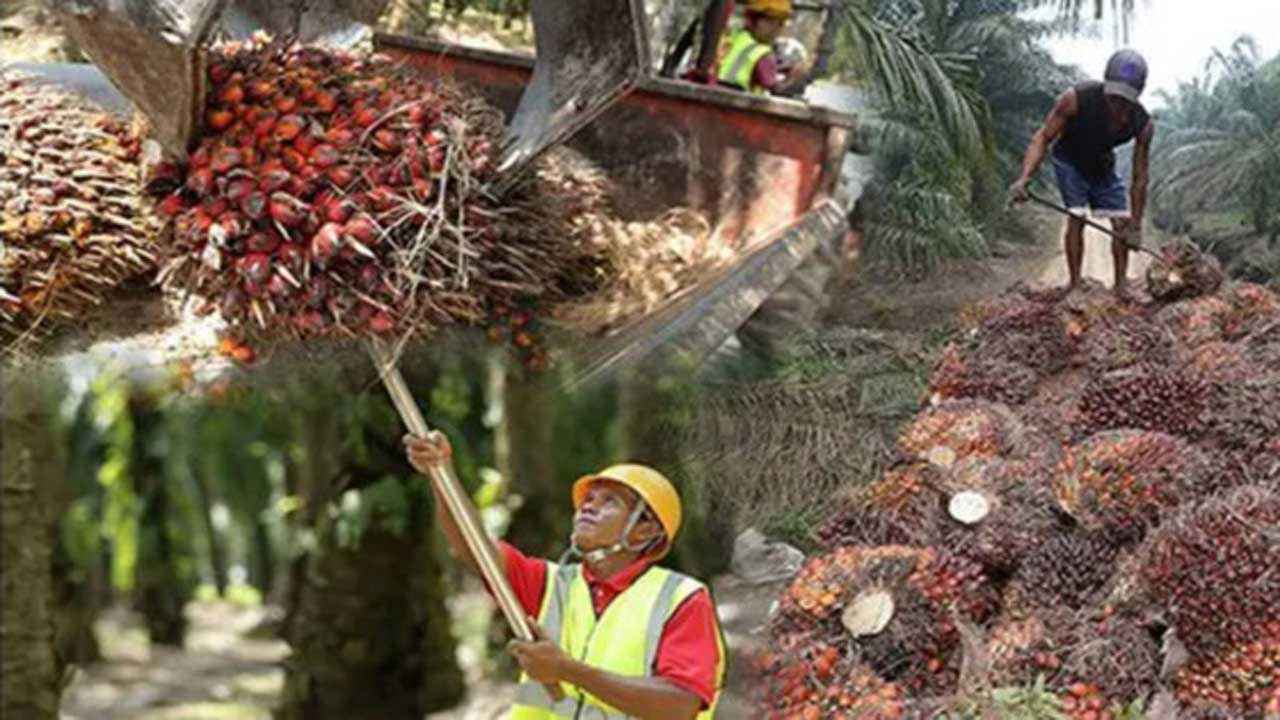 মালয়েশিয়ায় প্লান্টেশন সেক্টরে কর্মী পাঠানোর সময়সীমা বাড়ল