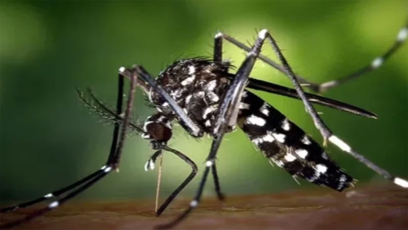 দেশে ডেঙ্গুতে আরও দুইজনের মৃত্যু, আক্রান্ত ১৫৯